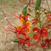 Caesalpinia pulcherrima (L.) Sw.